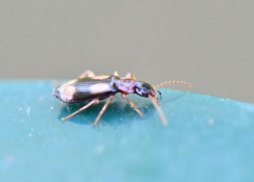 Réf. 351 810 : Dromius quadrimaculatus